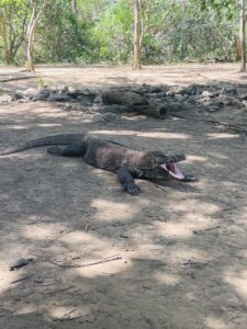 komodo dragon indonesia