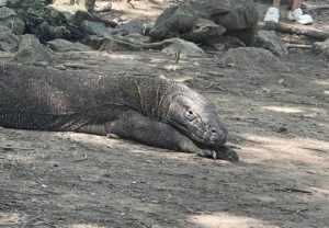 komodo dragon