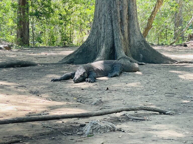 komodo dragons