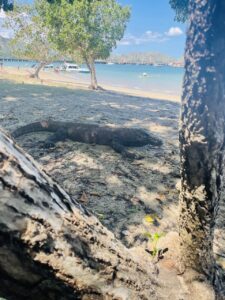 komodo dragon on the beach