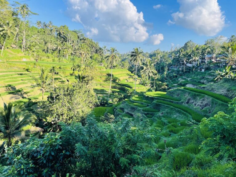 Tagallalang Rice Terraces Bali