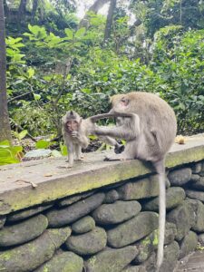 bali monkey forest ubud