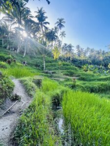 Tegallalang Rice Terraces