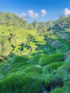 Tegallalang Rice Fields