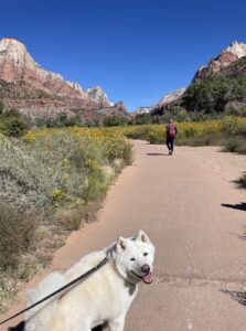 Zion National Park dogs