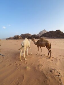 camel babies wadi desert