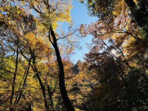 Fall leaves at Mount Takao