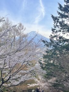cherry blossoms