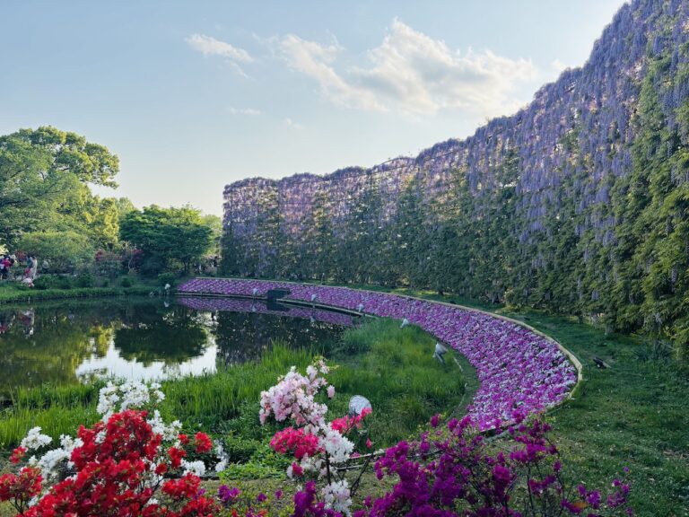 Wisteria at Ashikaga Flower Park