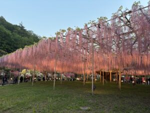 Wisteria at Ashikaga Flower Park