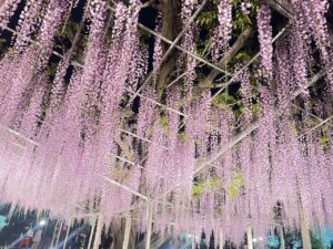 Wisteria