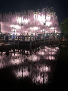 Wisteria at Ashikaga Flower Park