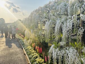 Wisteria