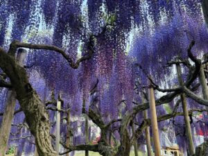 Wisteria