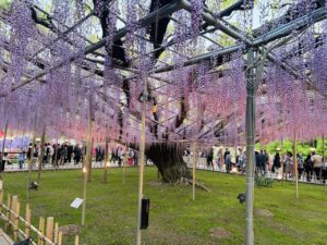 Wisteria at Ashikaga
