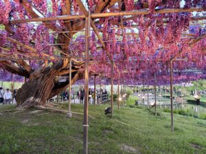 Wisteria in Japan