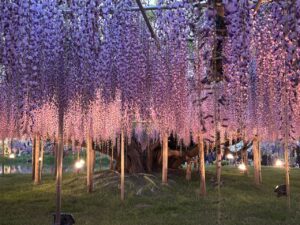 Wisteria in Japan