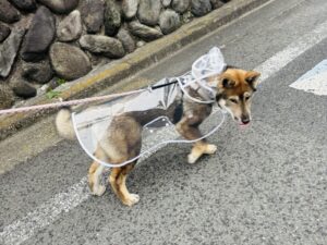 dog ownership in Japan