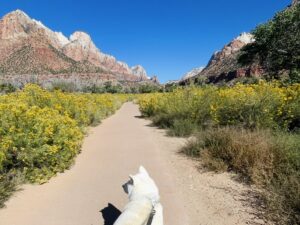 Akita inu in Zion National Park