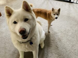 Akita Inu and Shiba Inu
