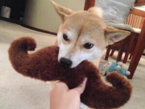 Shiba Inu