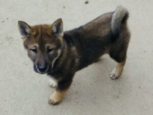 12 week old Shikoku Ken puppy