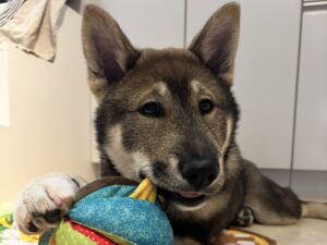 Shikoku Ken puppy