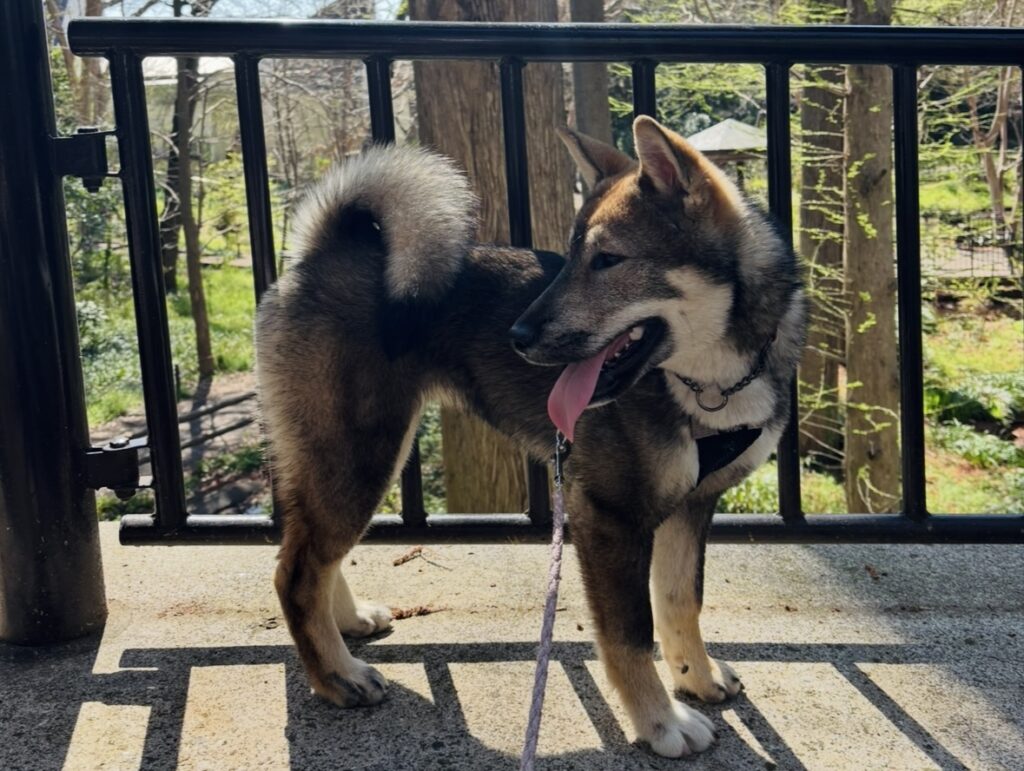 Shikoku Ken puppy