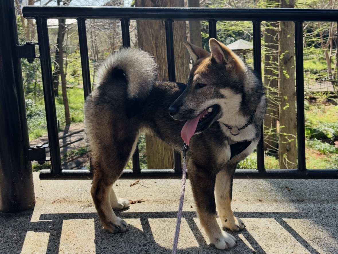 Living with Japanese Dog Breeds: Part 3 Shikoku Ken - Ashley Paige