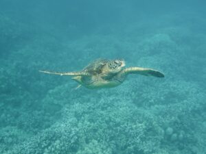 seeing sea turtle in Maui snorkel