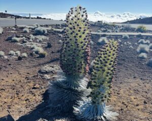 Haleakalā silverswords
