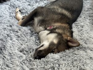 Shikoku Ken sleeping with eyes open