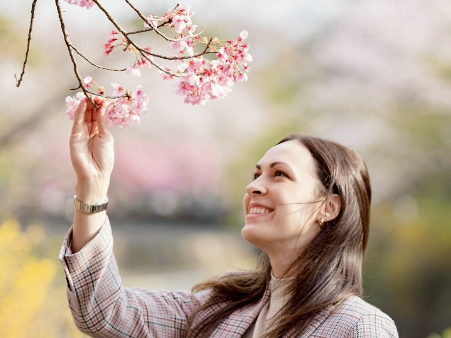 Cherry Blossoms Japan