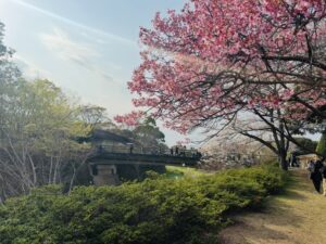 Showa Kinen Park Sakura