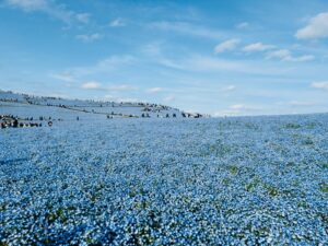Nemophila in Hitachi Seaside park